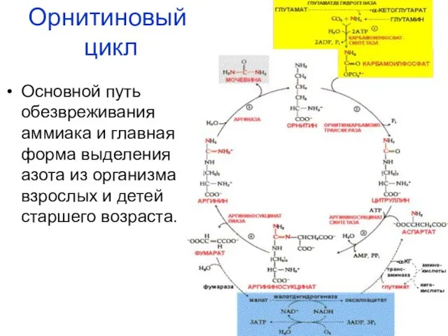 Орнитиновый цикл Основной путь обезвреживания аммиака и главная форма выделения азота из организма
