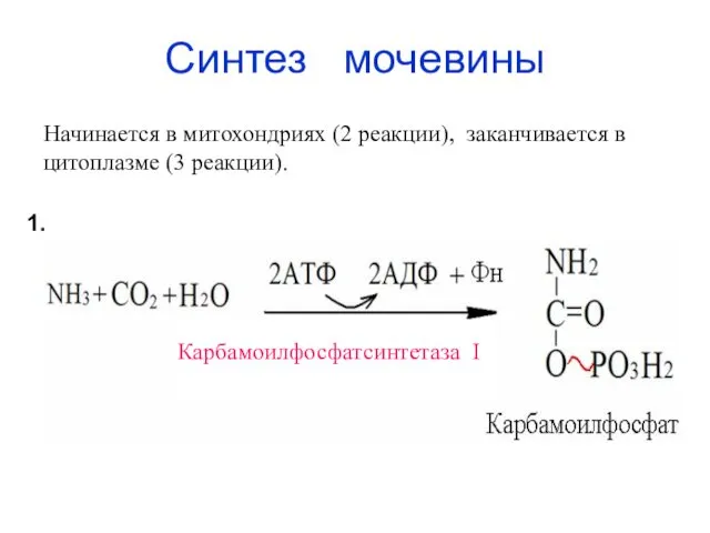 Синтез мочевины Начинается в митохондриях (2 реакции), заканчивается в цитоплазме (3 реакции). Карбамоилфосфатсинтетаза I 1.