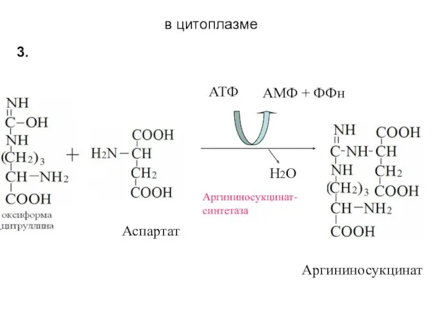 Аспартат Аргининосукцинат- синтетаза Аргининосукцинат АТФ АМФ + ФФн Н2О 3. в цитоплазме