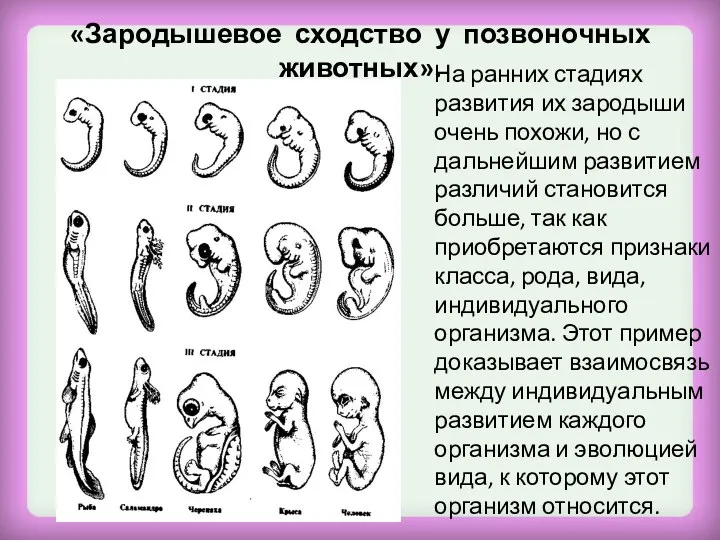 «Зародышевое сходство у позвоночных животных». На ранних стадиях развития их зародыши очень похожи,