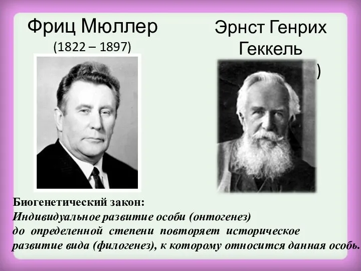 Фриц Мюллер (1822 – 1897) Эрнст Генрих Геккель (1834 – 1919) Биогенетический закон: