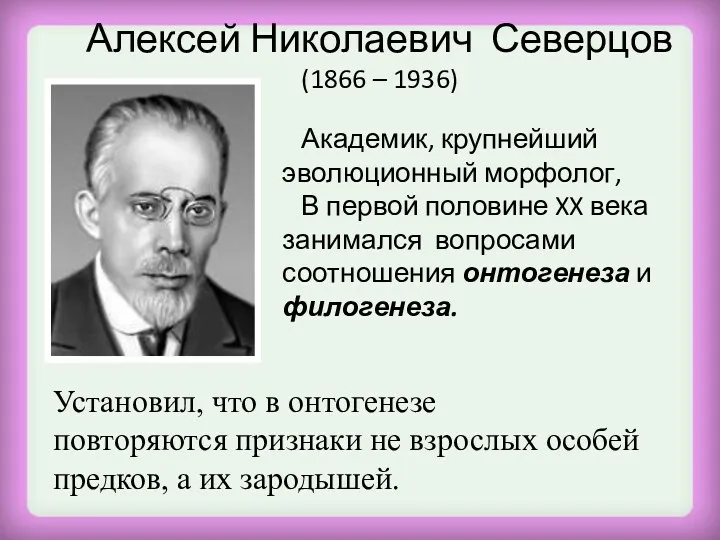Алексей Николаевич Северцов (1866 – 1936) Академик, крупнейший эволюционный морфолог, В первой половине