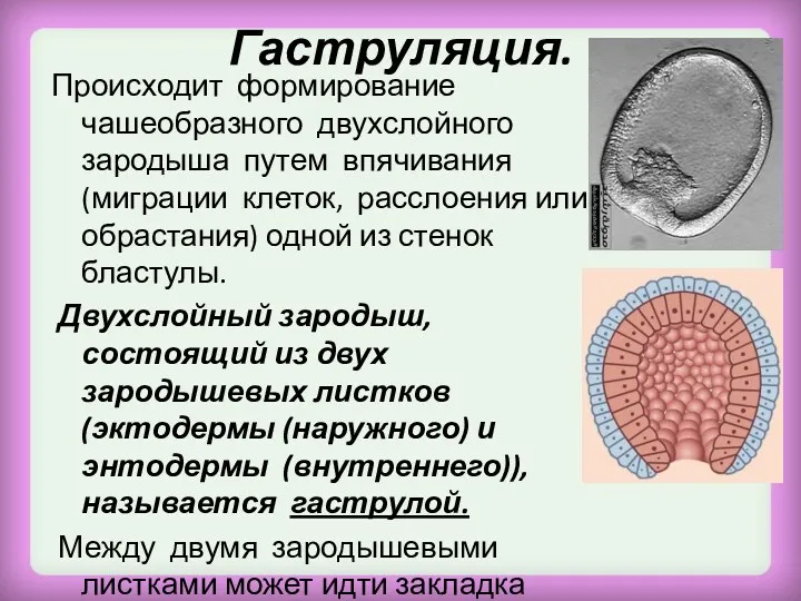 Гаструляция. Происходит формирование чашеобразного двухслойного зародыша путем впячивания (миграции клеток, расслоения или обрастания)