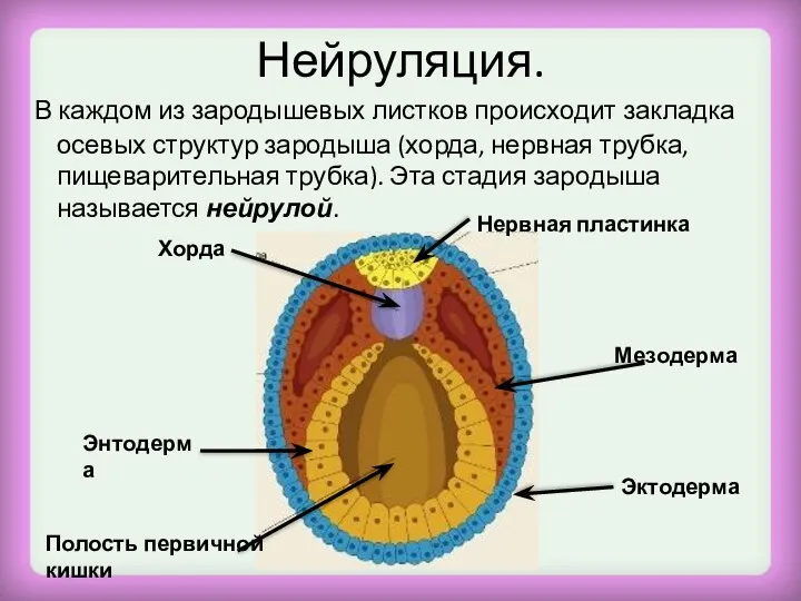 Нейруляция. В каждом из зародышевых листков происходит закладка осевых структур зародыша (хорда, нервная