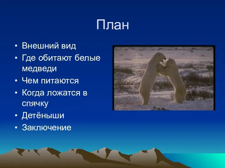 План Внешний вид Где обитают белые медведи Чем питаются Когда ложатся в спячку Детёныши Заключение