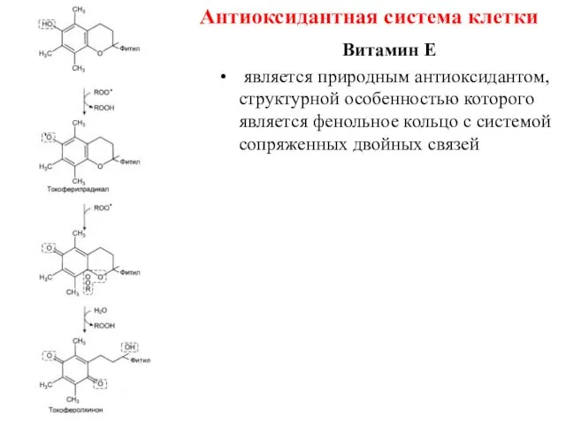 Антиоксидантная система клетки Витамин Е является природным антиоксидантом, структурной особенностью