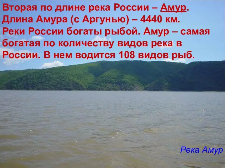 Вторая по длине река России – Амур. Длина Амура (с Аргунью) – 4440