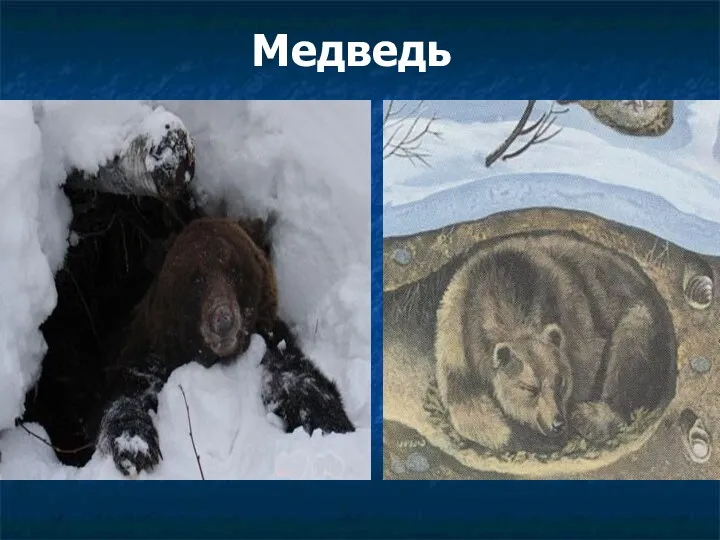 Медведь