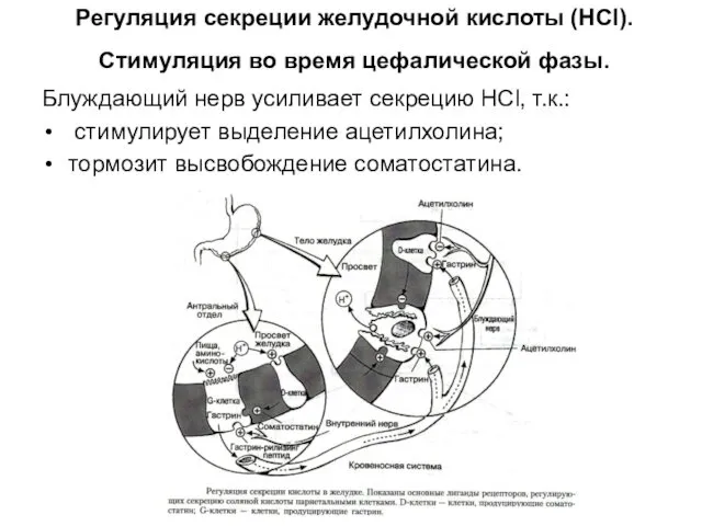 Регуляция секреции желудочной кислоты (HCl). Стимуляция во время цефалической фазы.