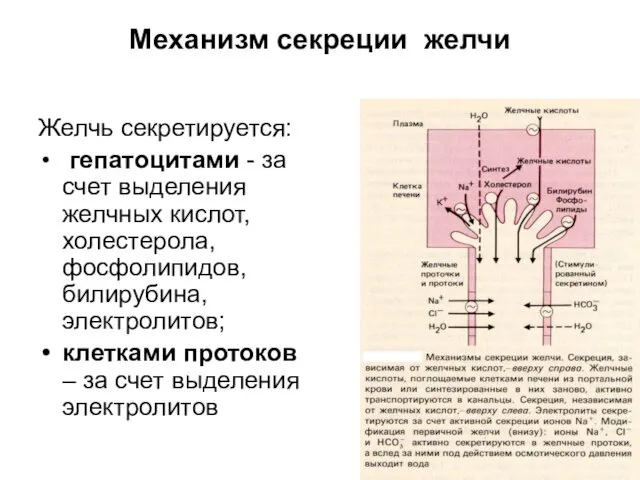 Механизм секреции желчи Желчь секретируется: гепатоцитами - за счет выделения