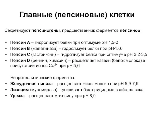 Главные (пепсиновые) клетки Секретируют пепсиногены, предшественник ферментов пепсинов: Пепсин А