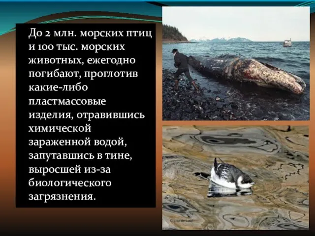 До 2 млн. морских птиц и 100 тыс. морских животных,