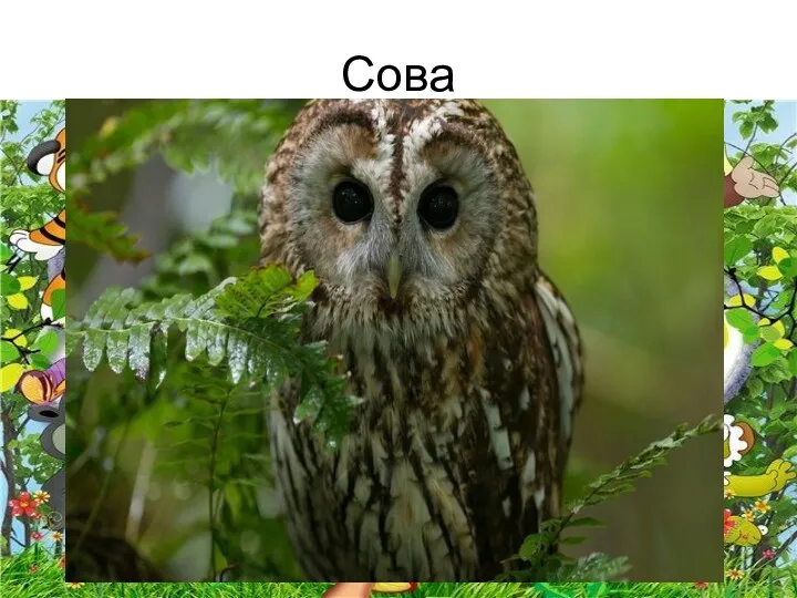 Сова