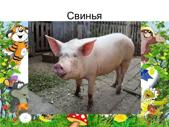 Свинья