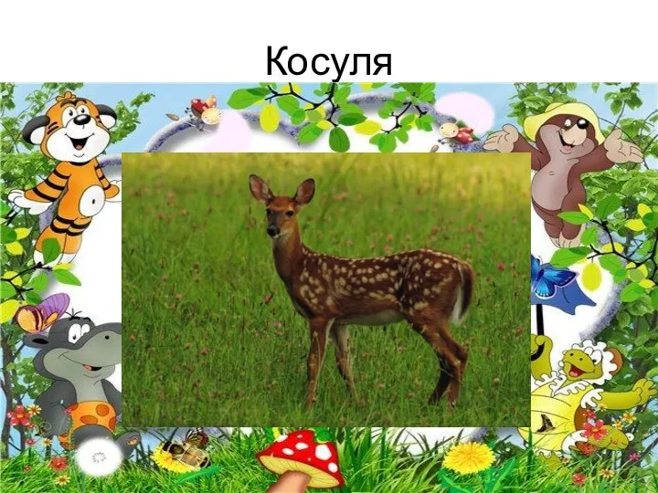 Косуля