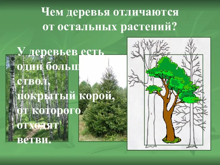Чем деревья отличаются от остальных растений? У деревьев есть один