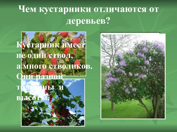 Чем кустарники отличаются от деревьев? Кустарник имеет не один ствол,