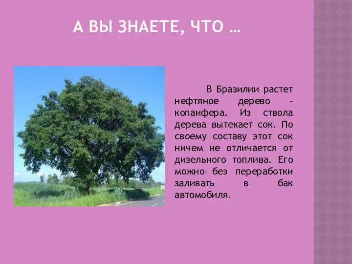 А вы знаете, что … В Бразилии растет нефтяное дерево
