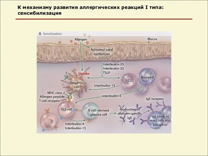 К механизму развития аллергических реакций I типа: сенсибилизация