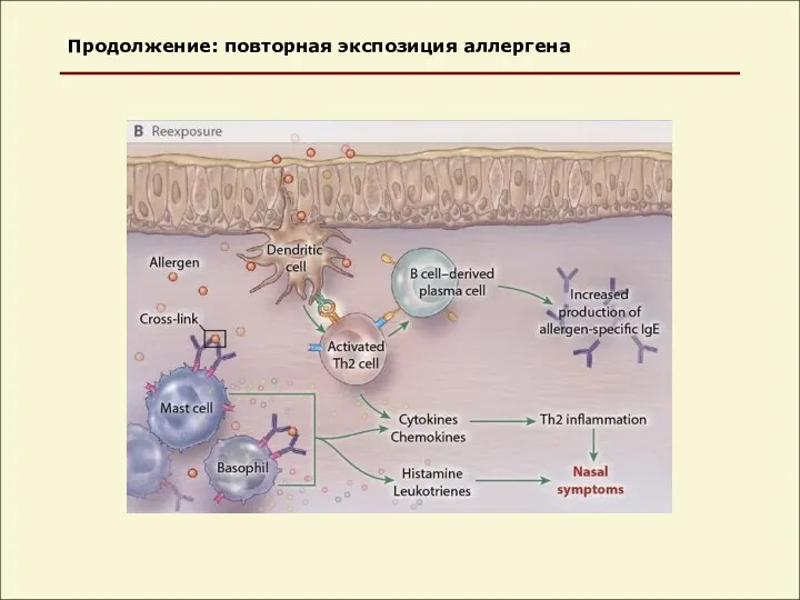 Продолжение: повторная экспозиция аллергена