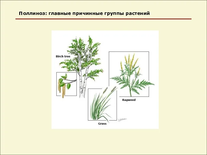 Поллиноз: главные причинные группы растений