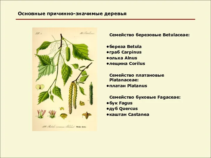 Основные причинно-значимые деревья Семейство березовые Betulaceae: береза Betula граб Carpinus