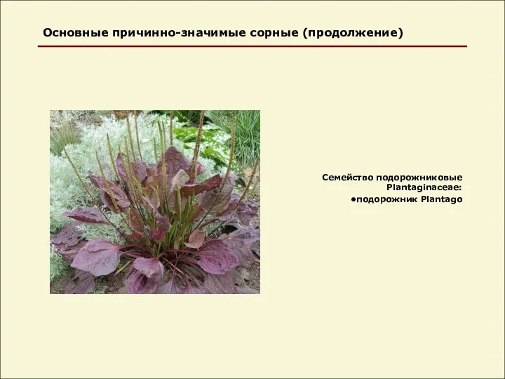 Основные причинно-значимые сорные (продолжение) Семейство подорожниковые Plantaginaceae: подорожник Plantago