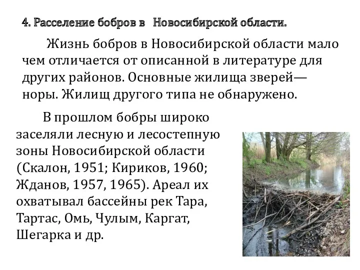В прошлом бобры широко заселяли лесную и лесостепную зоны Новосибирской области (Скалон, 1951;