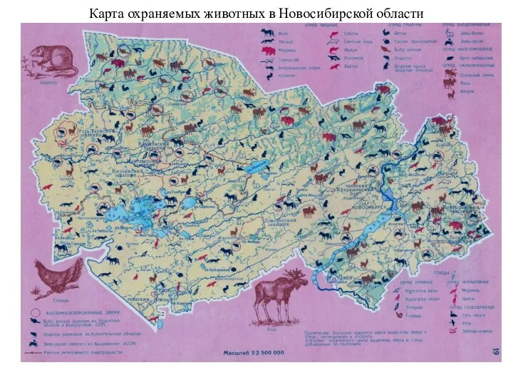 Карта охраняемых животных в Новосибирской области