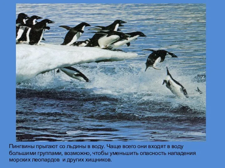 Пингвины прыгают со льдины в воду. Чаще всего они входят