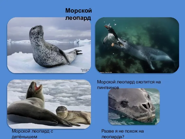 Морской леопард Морской леопард с детёнышем Морской леопард охотится на