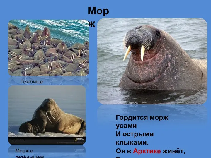 Морж Гордится морж усами И острыми клыками. Он в Арктике