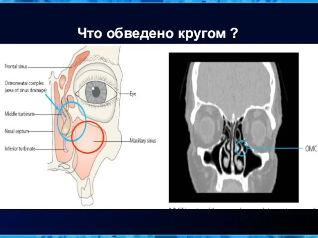 Что обведено кругом ?