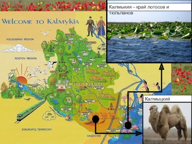 Калмыцкий верблюд Калмыкия – край лотосов и тюльпанов