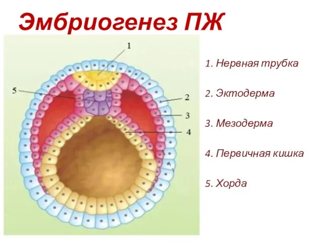 Эмбриогенез ПЖ 1. Нервная трубка 2. Эктодерма 3. Мезодерма 4. Первичная кишка 5. Хорда