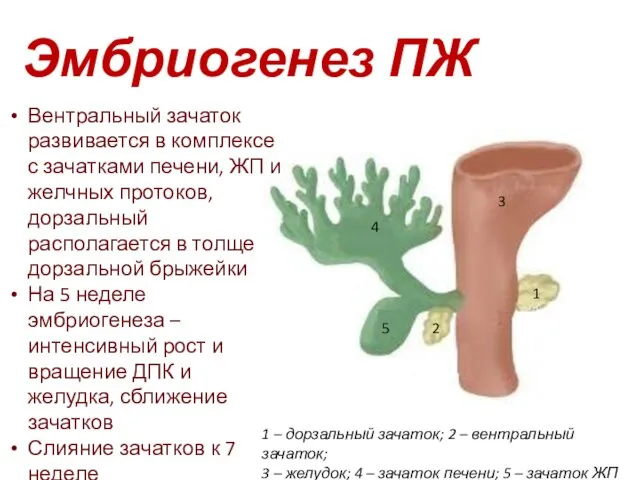 Эмбриогенез ПЖ 1 2 3 4 5 Вентральный зачаток развивается