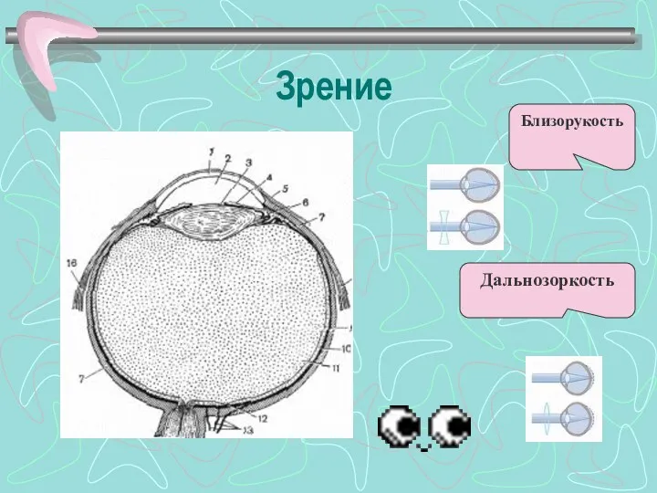 Зрение Близорукость Дальнозоркость