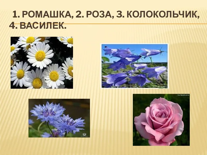 1. РОМАШКА, 2. РОЗА, 3. КОЛОКОЛЬЧИК, 4. ВАСИЛЕК.