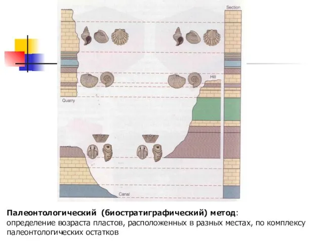 Палеонтологический (биостратиграфический) метод: определение возраста пластов, расположенных в разных местах, по комплексу палеонтологических остатков