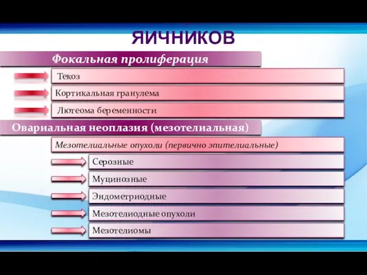 Фокальная пролиферация Текоз Кортикальная гранулема Лютеома беременности Овариальная неоплазия (мезотелиальная)