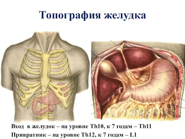Топография желудка Вход в желудок – на уровне Th10, к