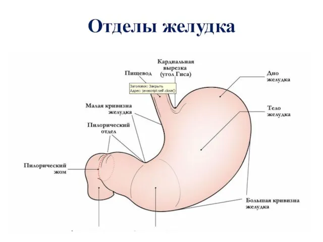 Отделы желудка