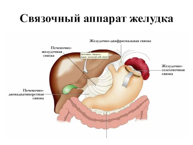 Связочный аппарат желудка