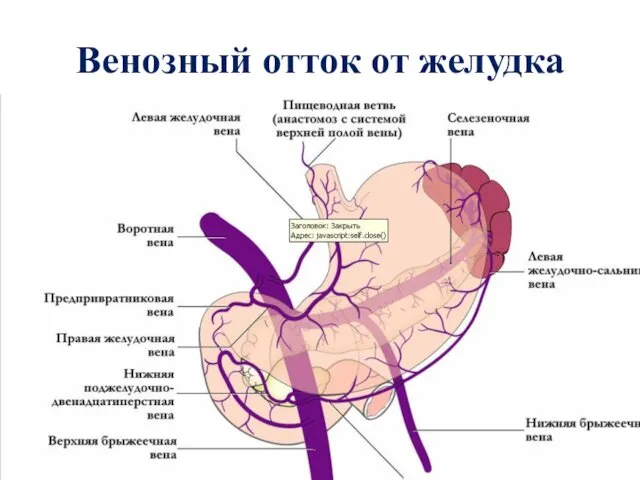 Венозный отток от желудка