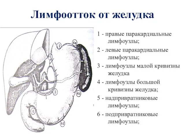 Лимфоотток от желудка 1 - правые паракардиальные лимфоузлы; 2 -