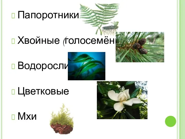 Папоротники Хвойные (голосемённые) Водоросли Цветковые Мхи