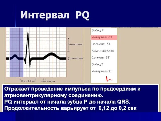 Интервал PQ Отражает проведение импульса по предсердиям и атриовентрикулярному соединению. PQ интервал от
