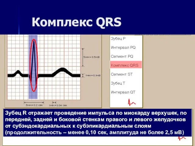 Комплекс QRS Зубец R отражает проведение импульса по миокарду верхушек, по передней, задней