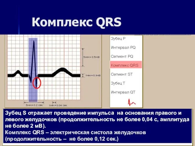 Комплекс QRS Зубец S отражает проведение импульса на основания правого и левого желудочков