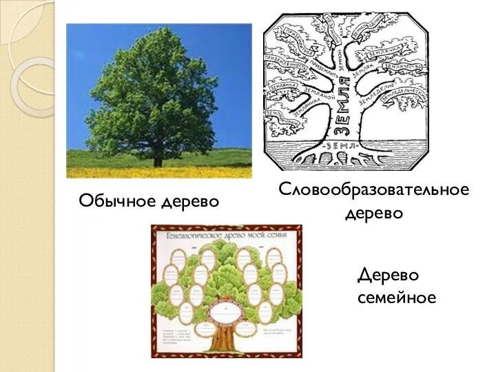 Обычное дерево Дерево семейное Словообразовательное дерево